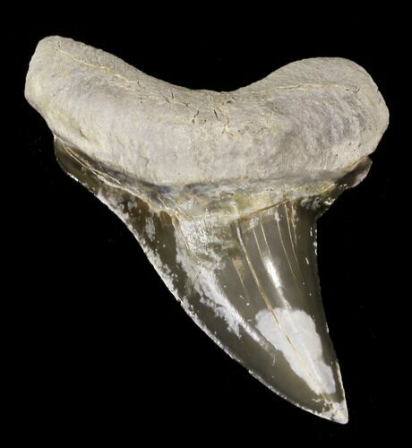 Good-Sized Cretoxyrhina Shark Tooth - Kansas #31637